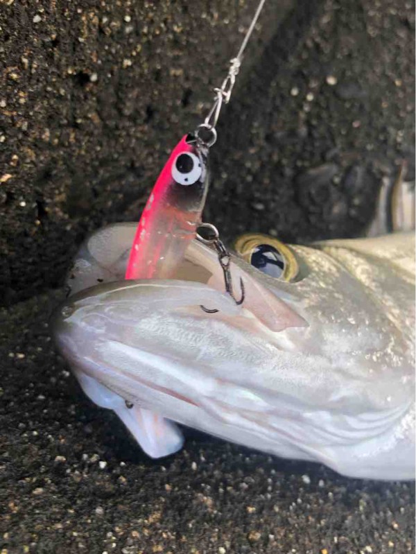 パニクルミニぶっ飛びメバルチューン Y師匠の釣りブログ