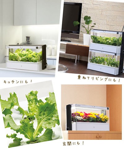 オシャレな水耕栽培キットでルッコラやレタスを育てましょ Waiwai Oasis