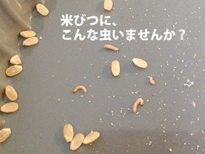 東京の今月の日照時間約分 米びつに虫がわいてない Waiwai Oasis