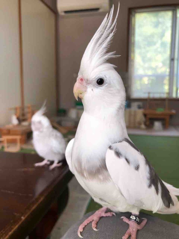 オカメインコ の チーク くん 専用です オカメインコ あやしの黄色いホッペ達 | 小鳥が好き
