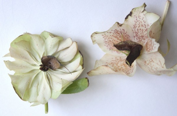 クリスマスローズの種の採取 ついでの折 お立ち寄りください