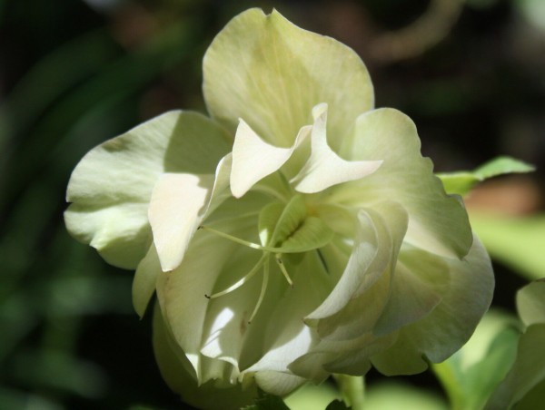 クリスマスローズの種の採取 ついでの折 お立ち寄りください