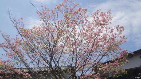満開のハナミズキと時期外れの一輪の花 わこのblog 満開のハナミズキと時期外れの一輪の花 わこのblog