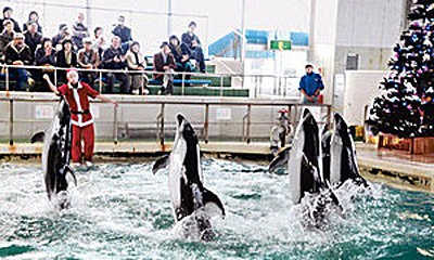 のとじま水族館 イルカ アシカショークリスマス特別プログラム 加賀屋ブログ 和倉温泉 旅館