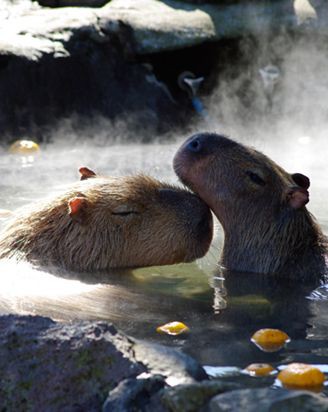 温泉大好きなカピバラさん ツボはおしりのようです 加賀屋ブログ 和倉温泉 旅館