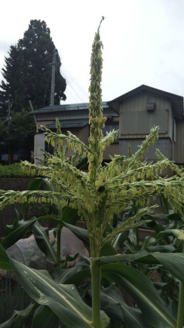 トウモロコシの受粉 よこてわくわく科学工房