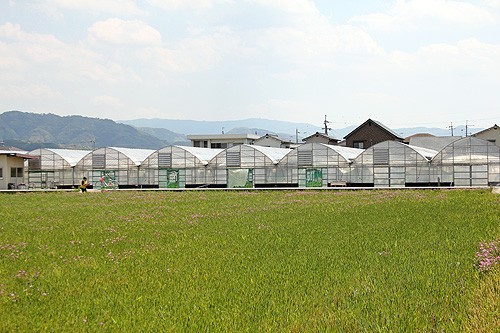 貴志川観光いちご狩り園 Wakya 和歌山紹介ブログ