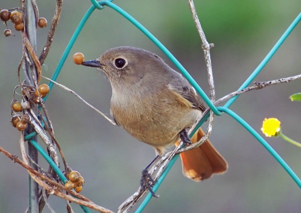 ジョウビタキとヘクソカズラの実 Walker Akiのblog