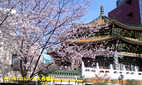 横浜 中華街 関帝廟の桜も満開 ミナト街 横浜