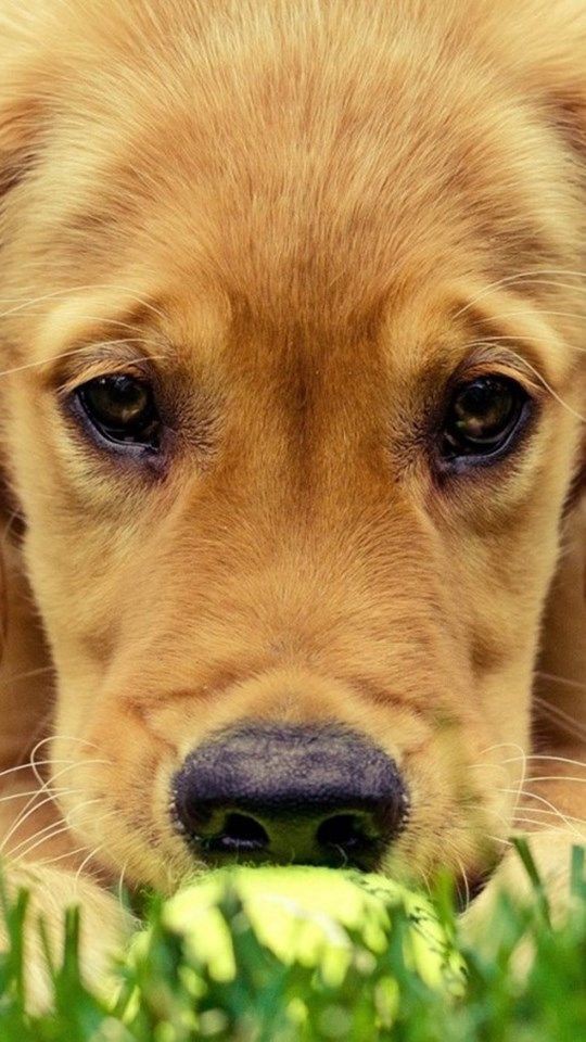 犬 The Dog 美しい犬 壁紙 無料 Iphone壁紙 映画ランキング