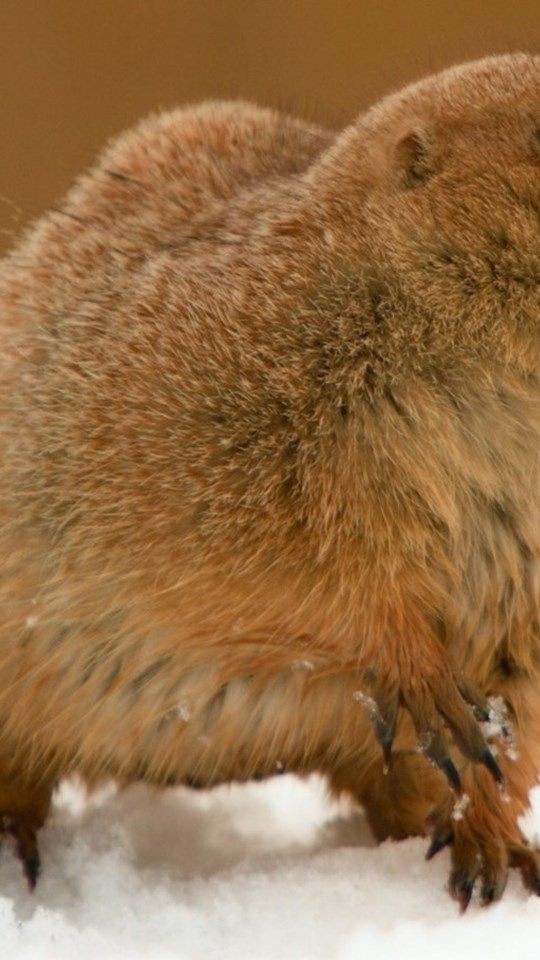 犬 Prairie Dog In Snow 美しい犬 壁紙 無料 Iphone壁紙 映画ランキング 女性 Wallpaper Hd