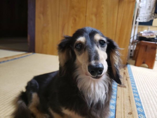 本物の イッヌ様 専用 Dj機器