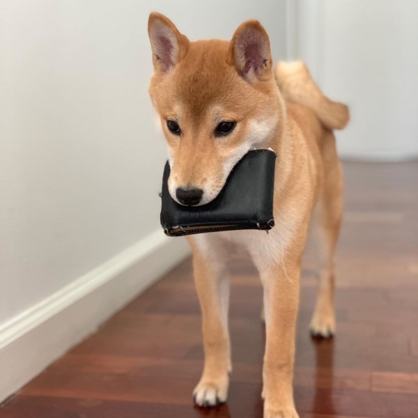 100 本物保証 イッヌ様kawaii専用 ウエア 女性用 Mgahop Com Br