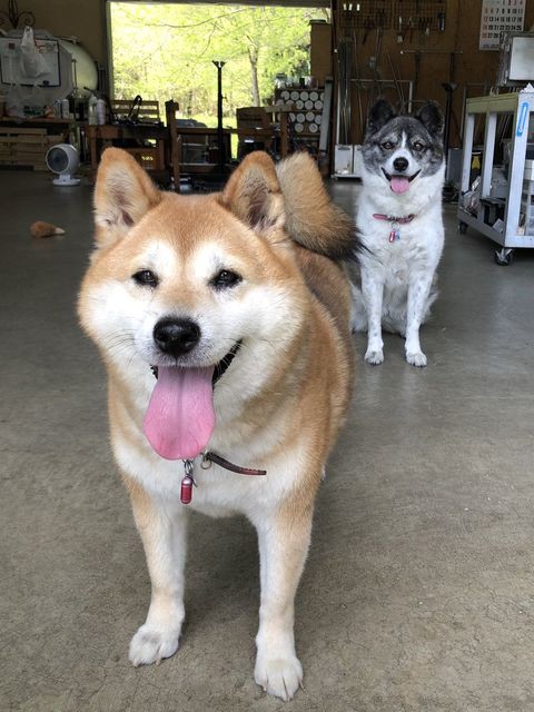 犬が この暑さお前の仕業か って顔してんだが わんニャンざんまいの広場