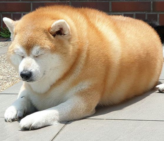 食パンみたいな柴犬が見つかってしまう 何食ったらこうなるんだよ わんニャンざんまいの広場