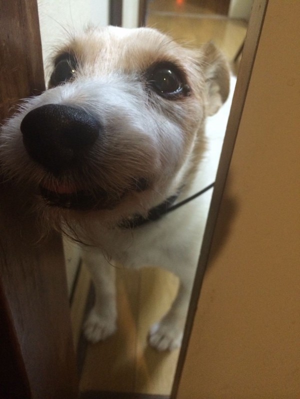 本物の イッヌ様 専用 Dj機器