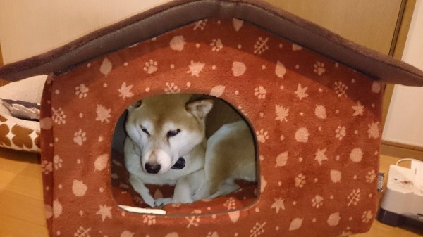 50 Off イッヌ様kawaii専用 ウエア 女性用 Www Mudancasmudbem Pt