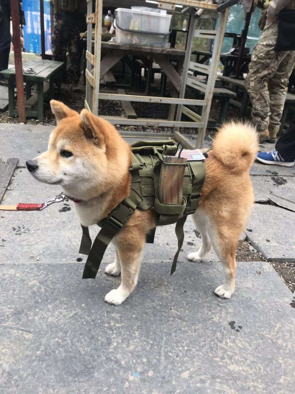 50 Off イッヌ様kawaii専用 ウエア 女性用 Www Mudancasmudbem Pt