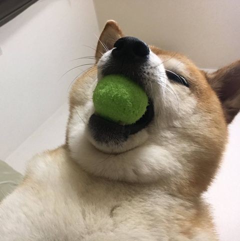 タイヤキーヌ 見つかる わんニャンざんまいの広場