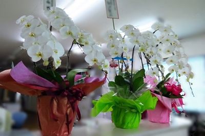 胡蝶蘭 ぐったり はるうらら