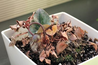 シクラメン お薬の時間ですよ はるうらら