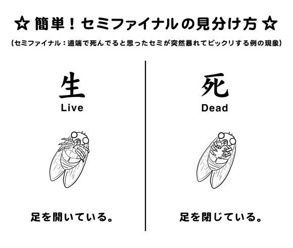 セミアタック 2 ワニナシ農園 セミアタック 2 ワニナシ農園
