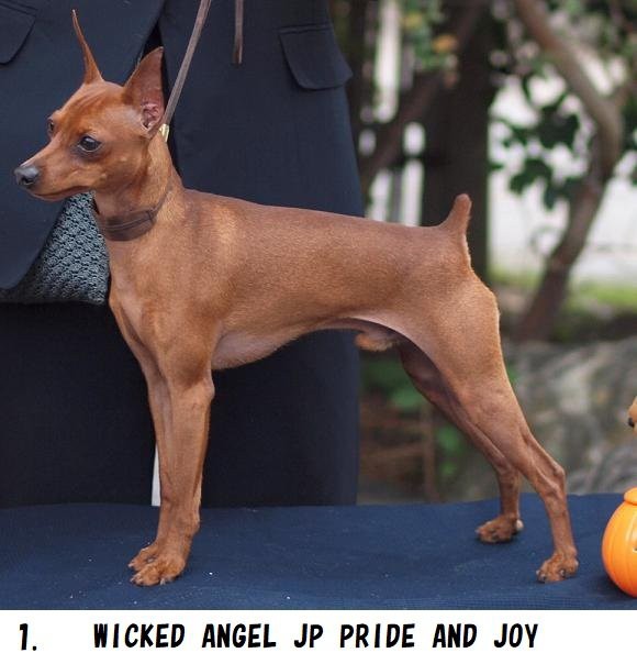 ちびちゃんずの血統書、届いたぁ(*´▽｀*) : わんこの日記 φ▽．．▽ Wicked Angel miniature pinscher