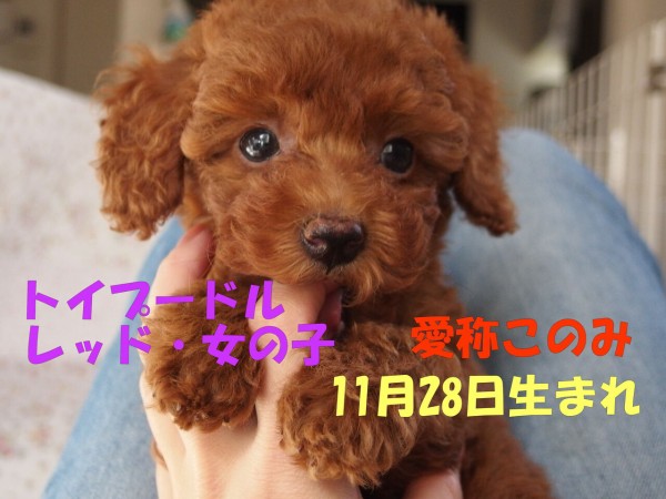 動画掲載 11月28日生まれ トイプードルの姉妹 子犬見学できます 東京都荒川区 パピーガーデン東京ハウス トイプードル子犬ブログ