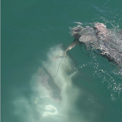 トラウマになるほど海が怖くなる画像 巨大な海の生物 大波 渦 モノラウンジ