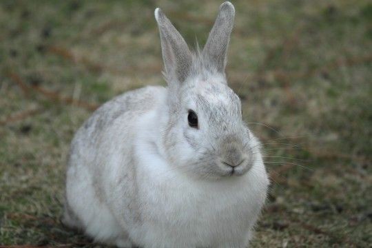 うさぎについての豆知識 みんなのペット