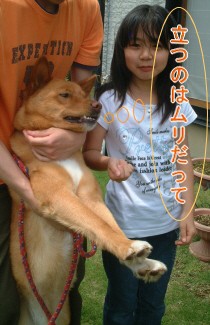 身長 小学３年生の犬 マッチョ犬 シオンの店長伝説