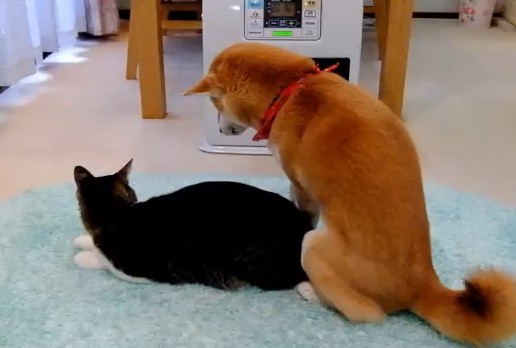 ファンヒーターの最前列を激しく奪い合う犬と猫の動画が話題 わろっくブログ