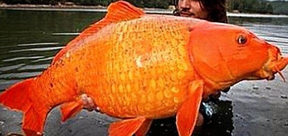 巨大金魚 店主雑談