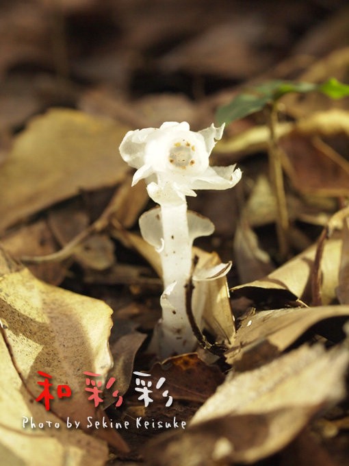 半透明の白い花 鹿児島県 和彩彩 和の風景写真ブログ