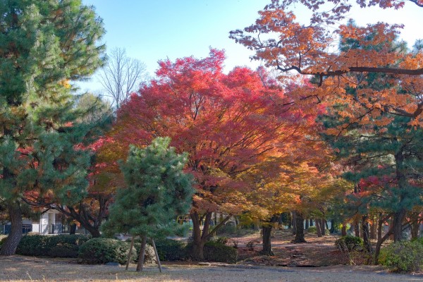 紅葉は庭園よりよかった清澄公園 : 晴れ 時々 マーケティング