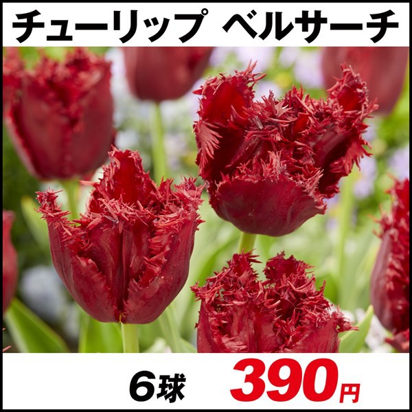 2022年シーズンのチューリップ球根を発注 : 晴れ 時々 マーケティング