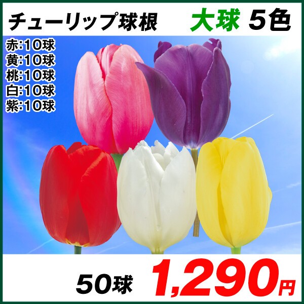 2022年シーズンのチューリップ球根を発注 : 晴れ 時々 マーケティング