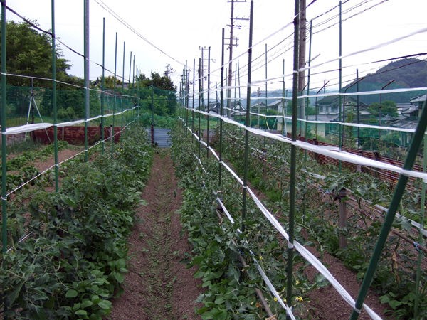 トマトの誘引の仕方 有機栽培で産地直送 わたなべ農園の健康野菜ブログ