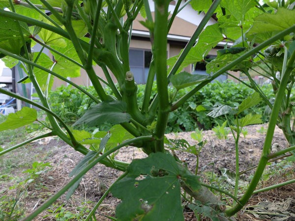 オクラの木ボケ 有機栽培で産地直送 わたなべ農園の健康野菜ブログ