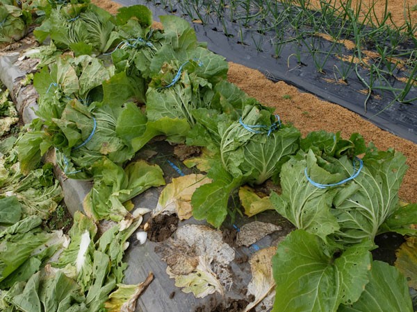 白菜を縛る 有機栽培で産地直送 わたなべ農園の健康野菜ブログ