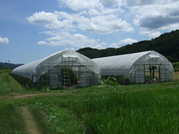 今年もビニールハウスに遮光ネットをかけました 有機栽培で産地直送 わたなべ農園の健康野菜ブログ