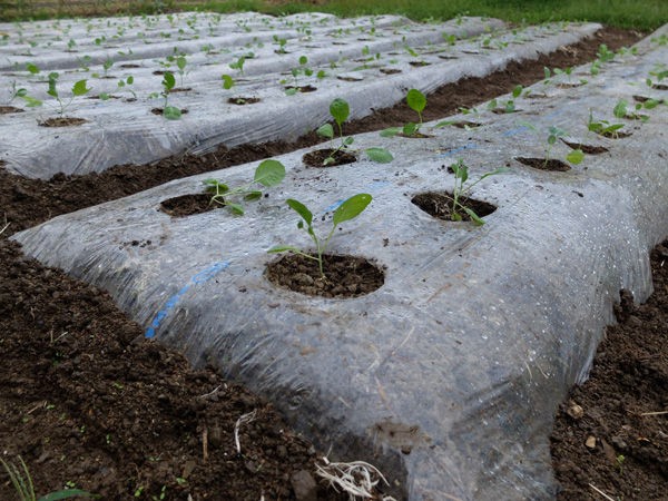 キャベツの植え付けとじゃがいもの芽 有機栽培で産地直送 わたなべ農園の健康野菜ブログ