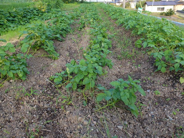 じゃがいも土寄せ 有機栽培で産地直送 わたなべ農園の健康野菜ブログ