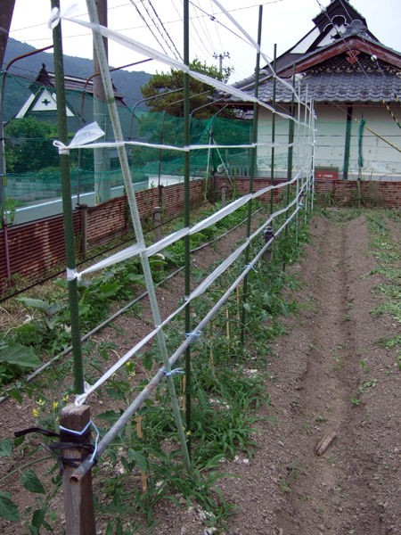 トマトの誘引の仕方 有機栽培で産地直送 わたなべ農園の健康野菜ブログ