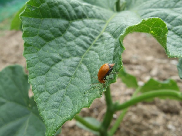 ウリハムシとウリ科植物 有機栽培で産地直送 わたなべ農園の健康野菜ブログ