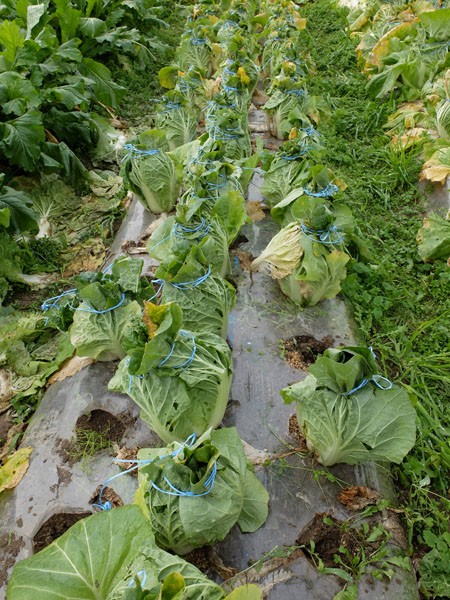 白菜を縛る 有機栽培で産地直送 わたなべ農園の健康野菜ブログ