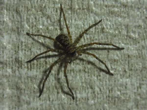 アシダカグモ 私の庭