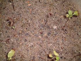 小さい葉元気ない バジル水栽培