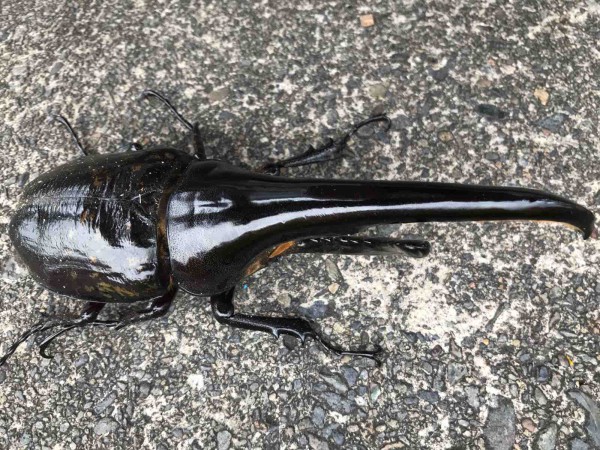 魔眼の闘士（ヘラクレス） U71 : Angular Hercules