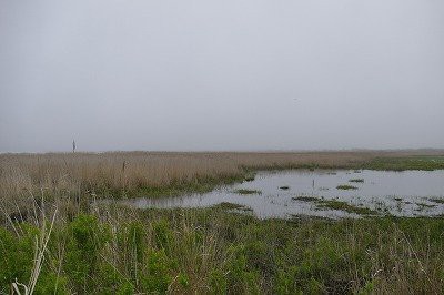 6月2日霧の勇払原野 ウトナイ湖サンクチュアリ ブログ